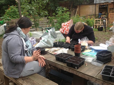 seed planting