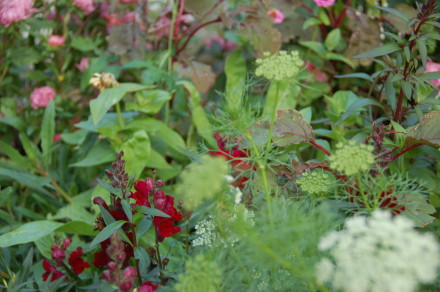 Loughborough Farm plants close up