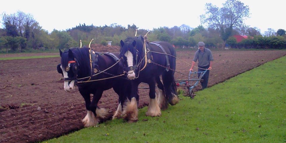 Shire Horses in Ruskin Park on Friday 9 and Saturday 17 February!