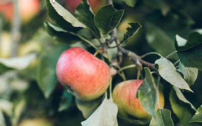 Apple Day is coming!