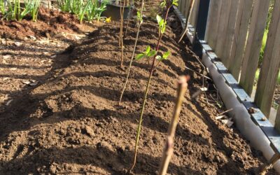 Native Hedgerow Planting Day