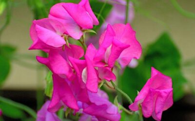 Spring growing workshops at Loughborough Farm