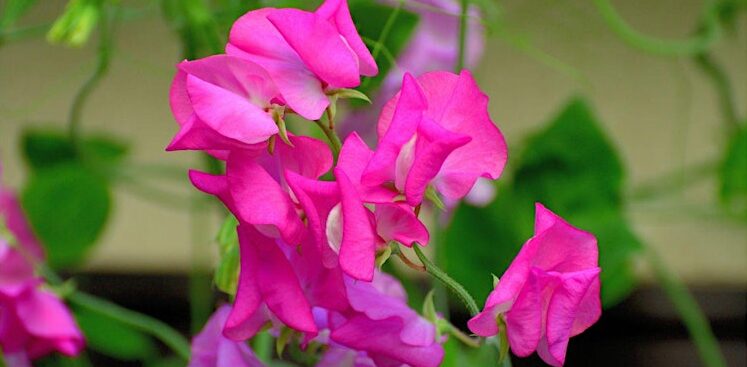 Spring growing workshops at Loughborough Farm